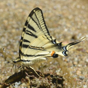 Papilionidae-Papilioniinae-Iphiclides podalirius-Gagnières, DSC_0553