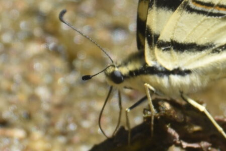 Papilionidae-Papilioniinae-Iphiclides podalirius-Gagnières, DSC_0554