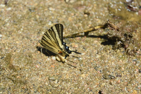Papilionidae-Papilioniinae-Iphiclides podalirius-Gagnières, DSC_0343