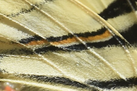 Papilionidae-Papilioniinae-Iphiclides podalirius-Gagnières, DSC_0344