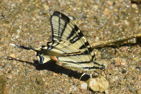Papilionidae-Papilioniinae-Iphiclides podalirius-Gagnières, DSC_0347