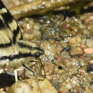 Papilionidae-Papilioniinae-Iphiclides podalirius-Gagnières, DSC_0348