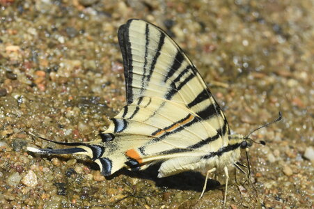 Papilionidae-Papilioniinae-Iphiclides podalirius-Gagnières, DSC_0374