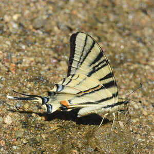 Papilionidae-Papilioniinae-Iphiclides podalirius-Gagnières, DSC_0372
