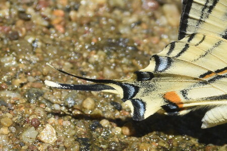 Papilionidae-Papilioniinae-Iphiclides podalirius-Gagnières, DSC_0373