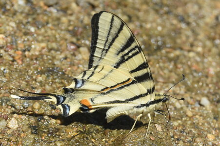 Papilionidae-Papilioniinae-Iphiclides podalirius-Gagnières, DSC_0364
