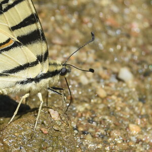 Papilionidae-Papilioniinae-Iphiclides podalirius-Gagnières, DSC_0365