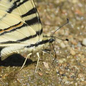 Papilionidae-Papilioniinae-Iphiclides podalirius-Gagnières, DSC_0366