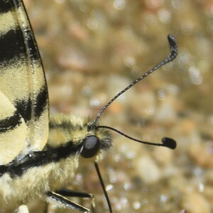 Papilionidae-Papilioniinae-Iphiclides podalirius-Gagnières, DSC_0367