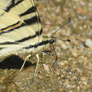 Papilionidae-Papilioniinae-Iphiclides podalirius-Gagnières, DSC_0368