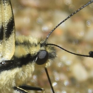 Papilionidae-Papilioniinae-Iphiclides podalirius-Gagnières, DSC_0369