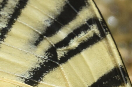 Papilionidae-Papilioniinae-Iphiclides podalirius-Gagnières, DSC_0370