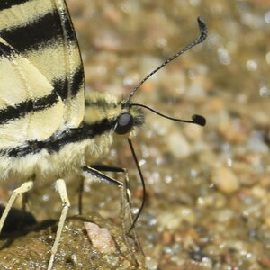 Papilionidae-Papilioniinae-Iphiclides podalirius-Gagnières, DSC_0371
