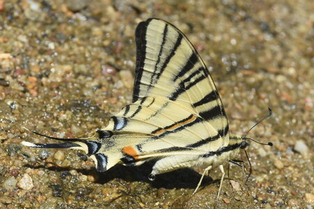 Papilionidae-Papilioniinae-Iphiclides podalirius-Gagnières, DSC_0359