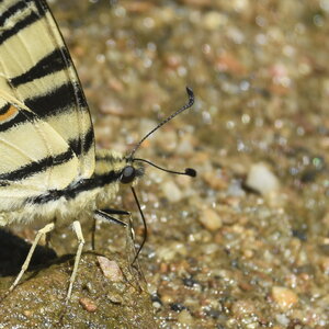 Papilionidae-Papilioniinae-Iphiclides podalirius-Gagnières, DSC_0360