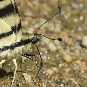 Papilionidae-Papilioniinae-Iphiclides podalirius-Gagnières, DSC_0361