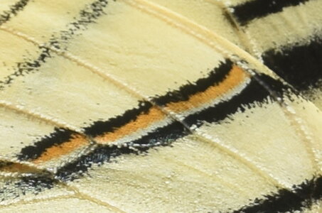 Papilionidae-Papilioniinae-Iphiclides podalirius-Gagnières, DSC_0362