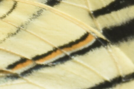 Papilionidae-Papilioniinae-Iphiclides podalirius-Gagnières, DSC_0356