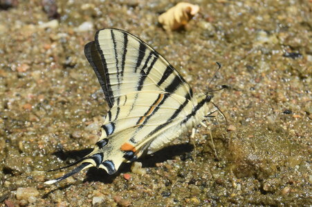 Papilionidae-Papilioniinae-Iphiclides podalirius-Gagnières, DSC_0351 - Copie