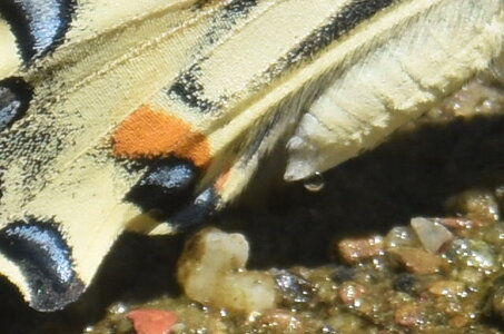 Papilionidae-Papilioniinae-Iphiclides podalirius-Gagnières, DSC_0352
