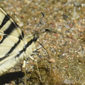 Papilionidae-Papilioniinae-Iphiclides podalirius-Gagnières, DSC_0353