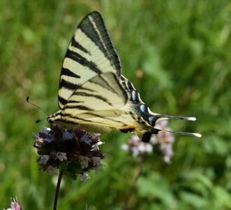 Papilionidae-Papilioniinae-Iphiclides podalirius-Gagnières, DSC_0519A