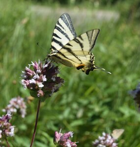 Papilionidae-Papilioniinae-Iphiclides podalirius-Gagnières, DSC_0514A