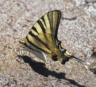 Papilionidae-Papilioniinae-Iphiclides podalirius-Gagnières, DSC_0472A