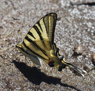 Papilionidae-Papilioniinae-Iphiclides podalirius-Gagnières, DSC_0468A