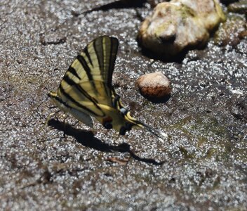 Papilionidae-Papilioniinae-Iphiclides podalirius-Gagnières, DSC_0458A