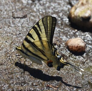 Papilionidae-Papilioniinae-Iphiclides podalirius-Gagnières, DSC_0454A