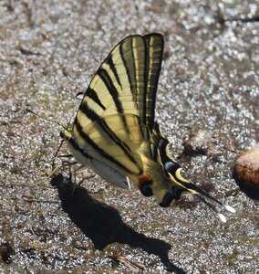 Papilionidae-Papilioniinae-Iphiclides podalirius-Gagnières, DSC_0448A