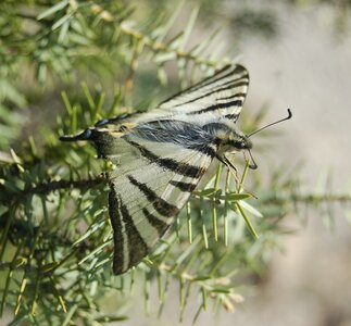 Papilionidae-Papilioniinae-Iphiclides podalirius-Gagnières, DSC_0099a