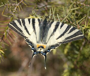 Papilionidae-Papilioniinae-Iphiclides podalirius-Gagnières, DSC_0089aa