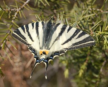 Papilionidae-Papilioniinae-Iphiclides podalirius-Gagnières, DSC_0086a