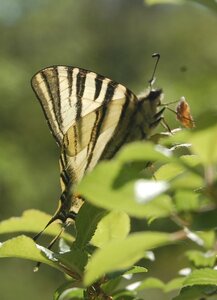 Papilionidae-Papilioniinae-Iphiclides podalirius-Gagnières, DSC_0308a