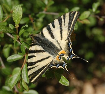 Papilionidae-Papilioniinae-Iphiclides podalirius-Gagnières, DSC_0305a