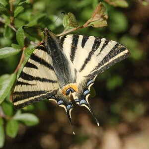 Papilionidae-Papilioniinae-Iphiclides podalirius-Gagnières, DSC_0289a