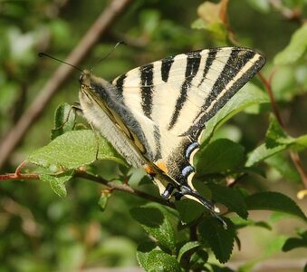 Papilionidae-Papilioniinae-Iphiclides podalirius-Gagnières, DSC_0277a