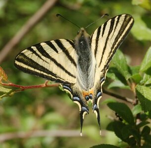 Papilionidae-Papilioniinae-Iphiclides podalirius-Gagnières, DSC_0275a