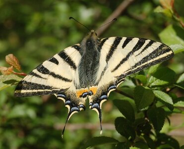 Papilionidae-Papilioniinae-Iphiclides podalirius-Gagnières, DSC_0273a