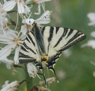 Papilionidae-Papilioniinae-Iphiclides podalirius-Gagnières, 000173A