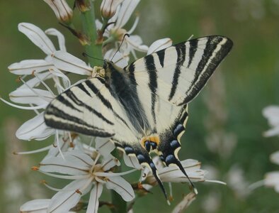 Papilionidae-Papilioniinae-Iphiclides podalirius-Gagnières, 000174A
