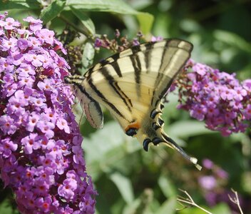 Papilionidae-Papilioniinae-Iphiclides podalirius-Gagnières, B000357