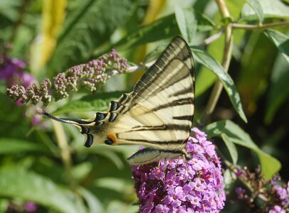 Papilionidae-Papilioniinae-Iphiclides podalirius-Gagnières, B000345