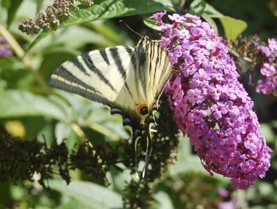 Papilionidae-Papilioniinae-Iphiclides podalirius-Gagnières, B000342
