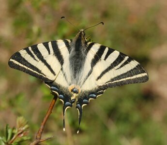 Papilionidae-Papilioniinae-Iphiclides podalirius-Gagnières, DSC_0257A