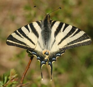 Papilionidae-Papilioniinae-Iphiclides podalirius-Gagnières, DSC_0236A