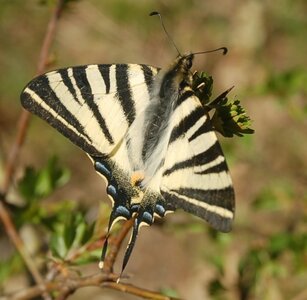 Papilionidae-Papilioniinae-Iphiclides podalirius-Gagnières, DSC_0229A