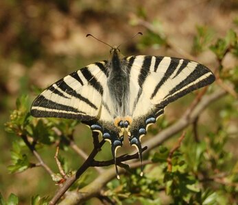 Papilionidae-Papilioniinae-Iphiclides podalirius-Gagnières, DSC_0224A